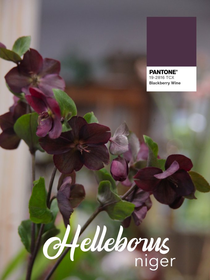 Fleurs de janvier photo 6